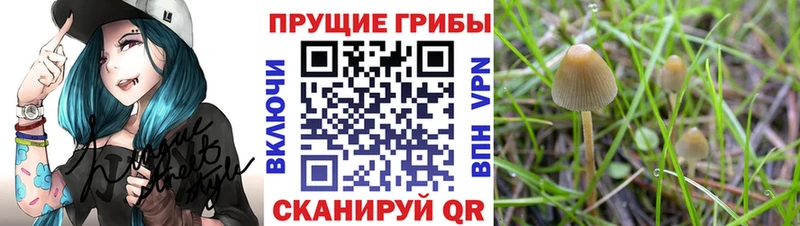 Галлюциногенные грибы прущие грибы купить наркотик мега рабочий сайт Пучеж